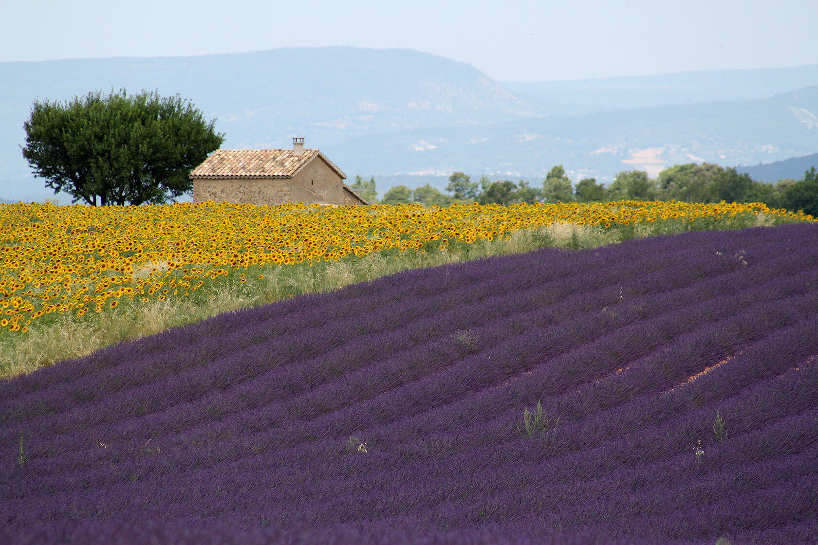 Valensole Lavender Provence Highlights Trip Planning