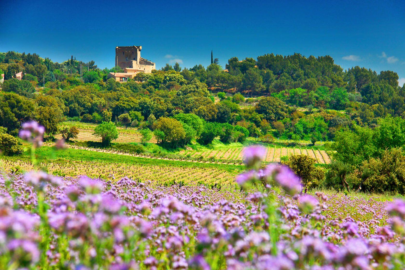 Wines Provence Rhône Tour Oratoire-des-Papes-Vignoble