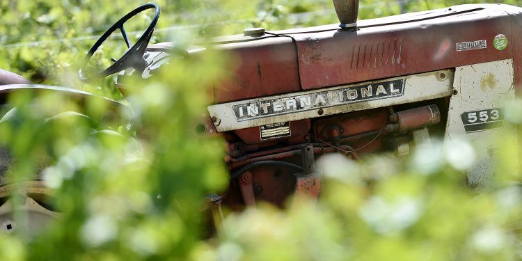 Domaine de Trévallon Vineyard Vines