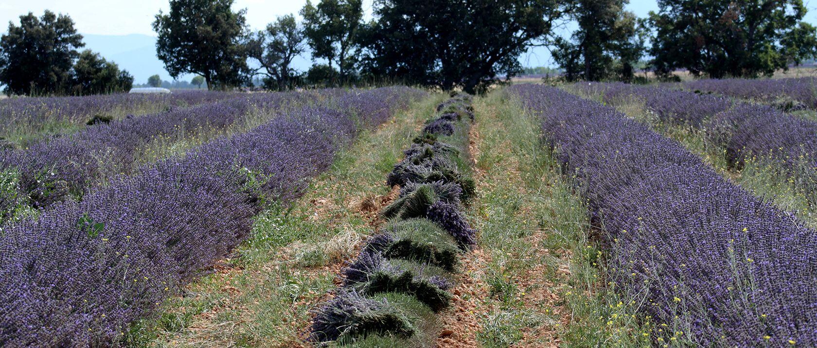 Lavender Seasons Provence