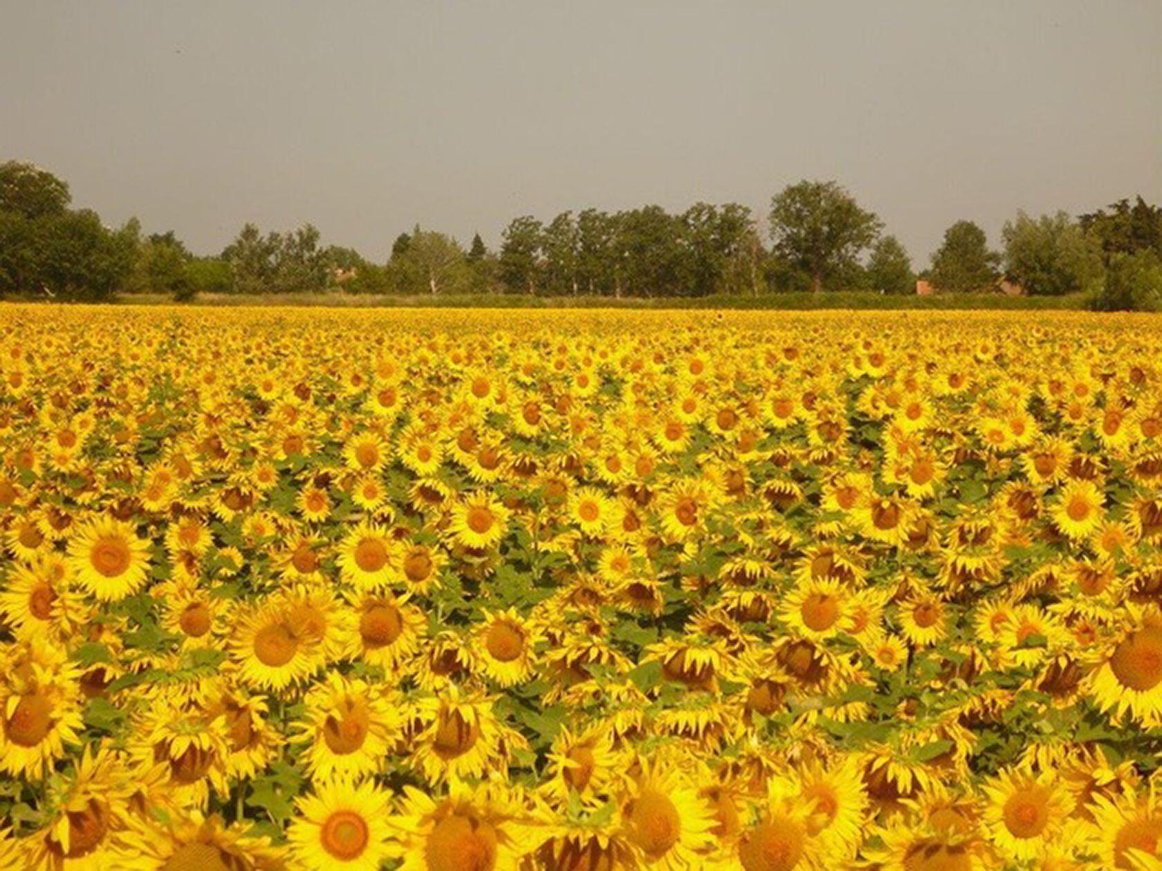 Provence Sunflower Fields Summer