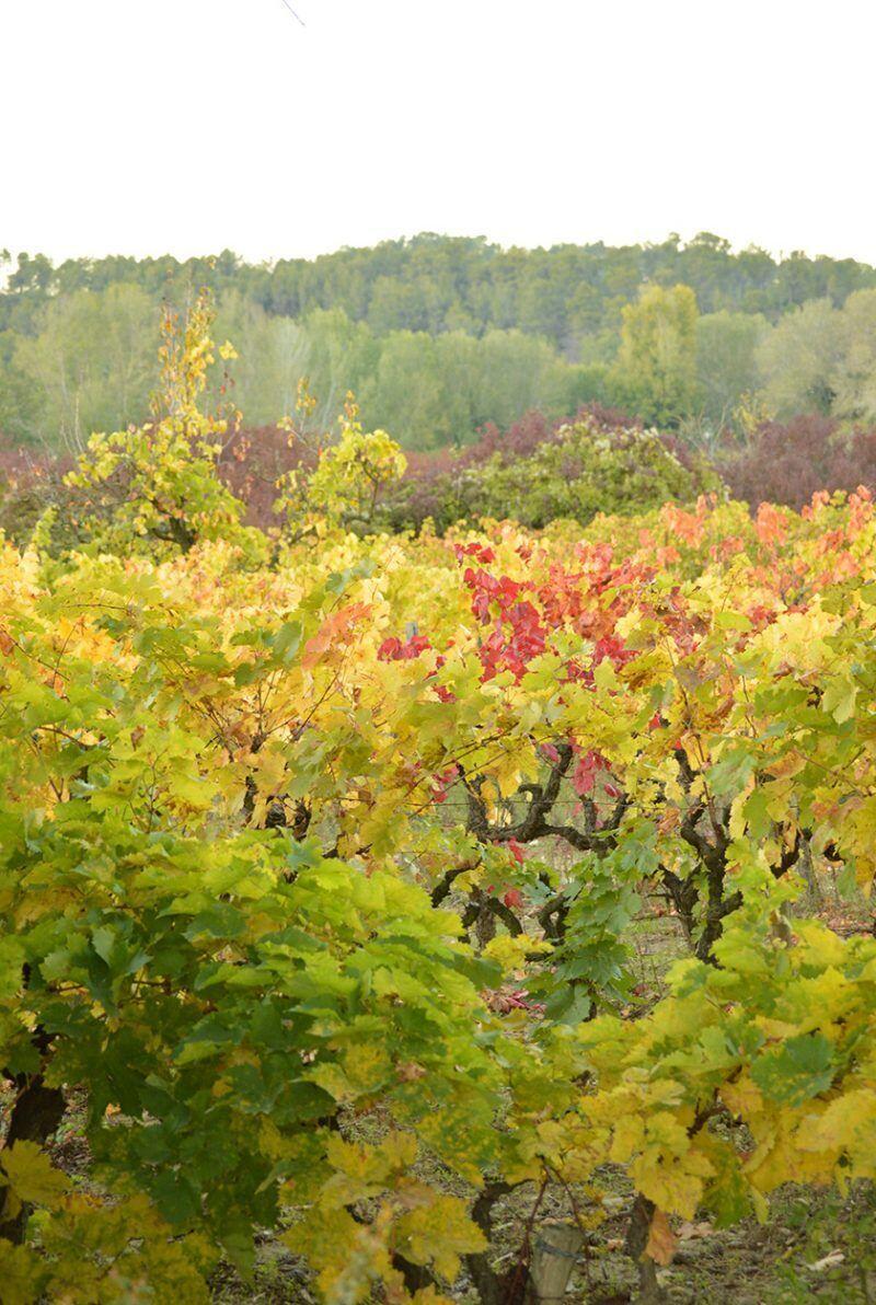 Puyricard Provence Vineyard Vendage Season