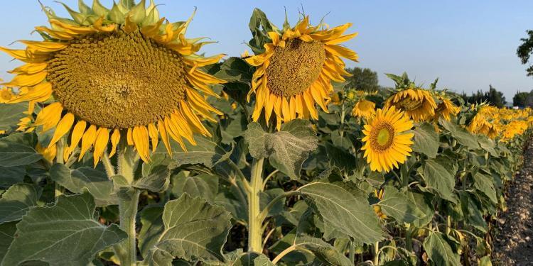 Sunflowers Provence Summer Flower