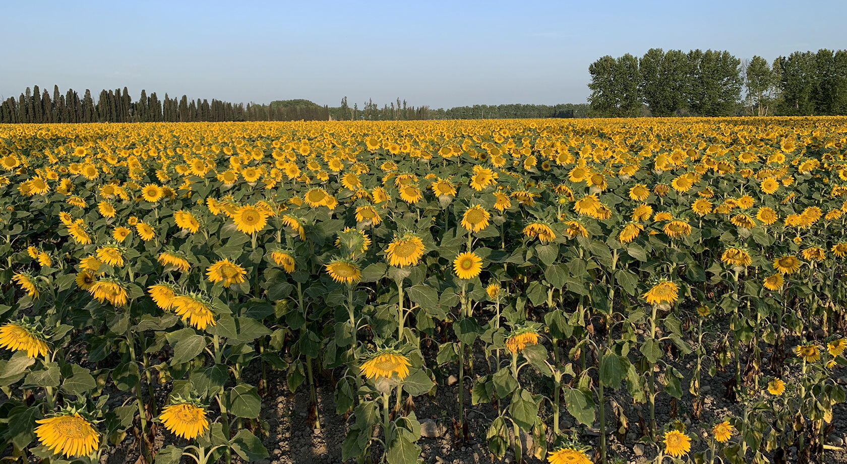 Sunflowers Provence