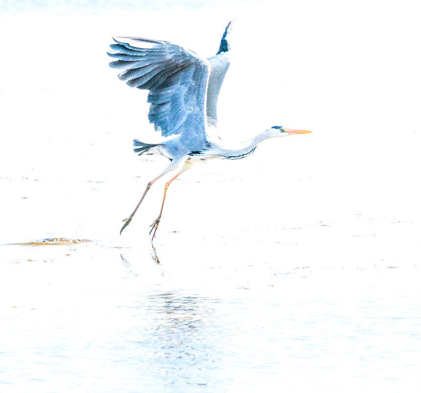 Grey heron in blue Nature Photography Provence