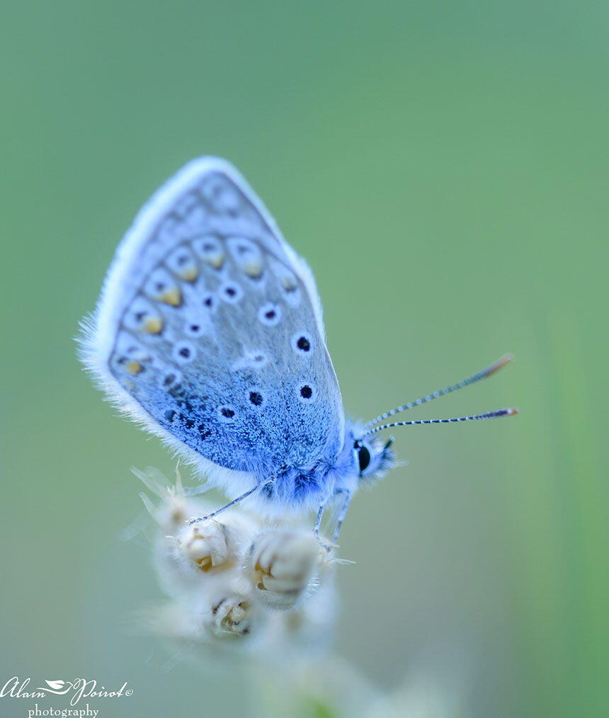 Nature Photography Provence Alain Poirot butterfly