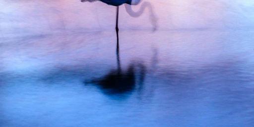 Nature Photography Provence Alain Poirot flamingo head up-down