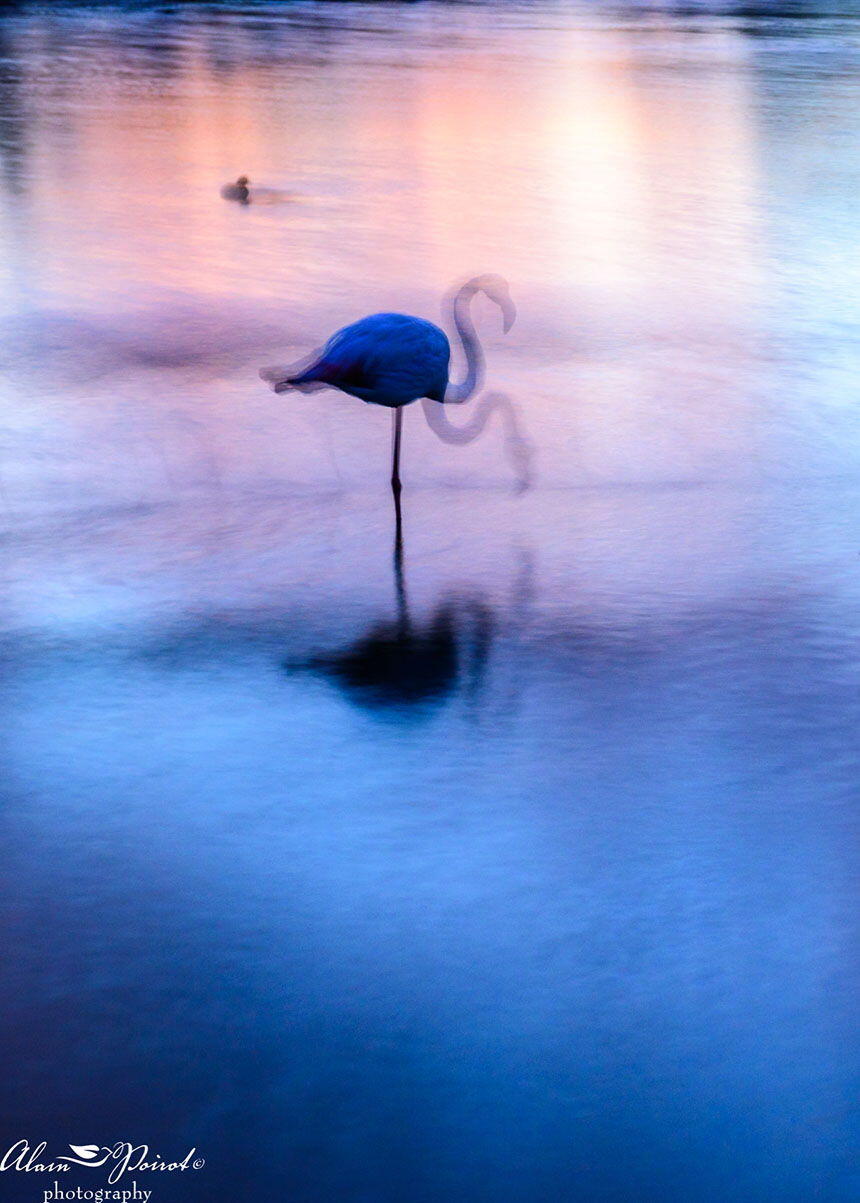 Nature Photography Provence Alain Poirot flamingo head up-down