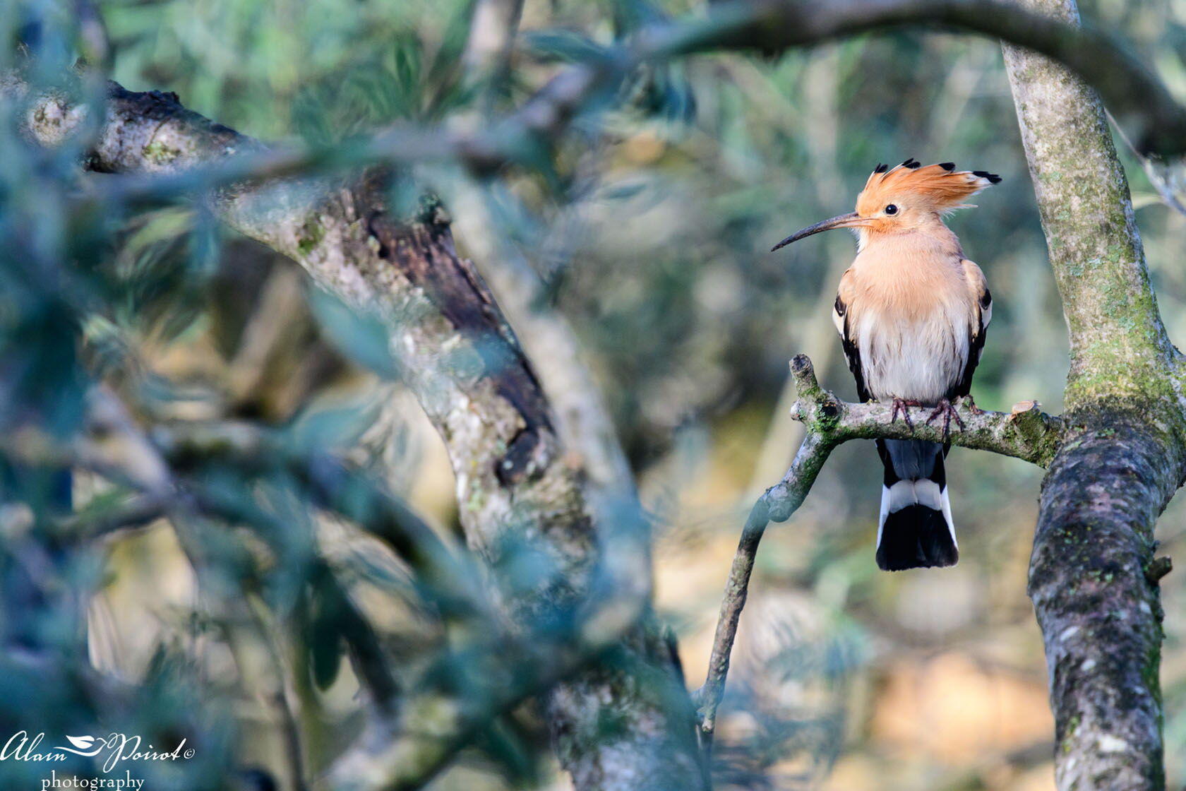 Photography Alain Poirot hoopoe bird Provence