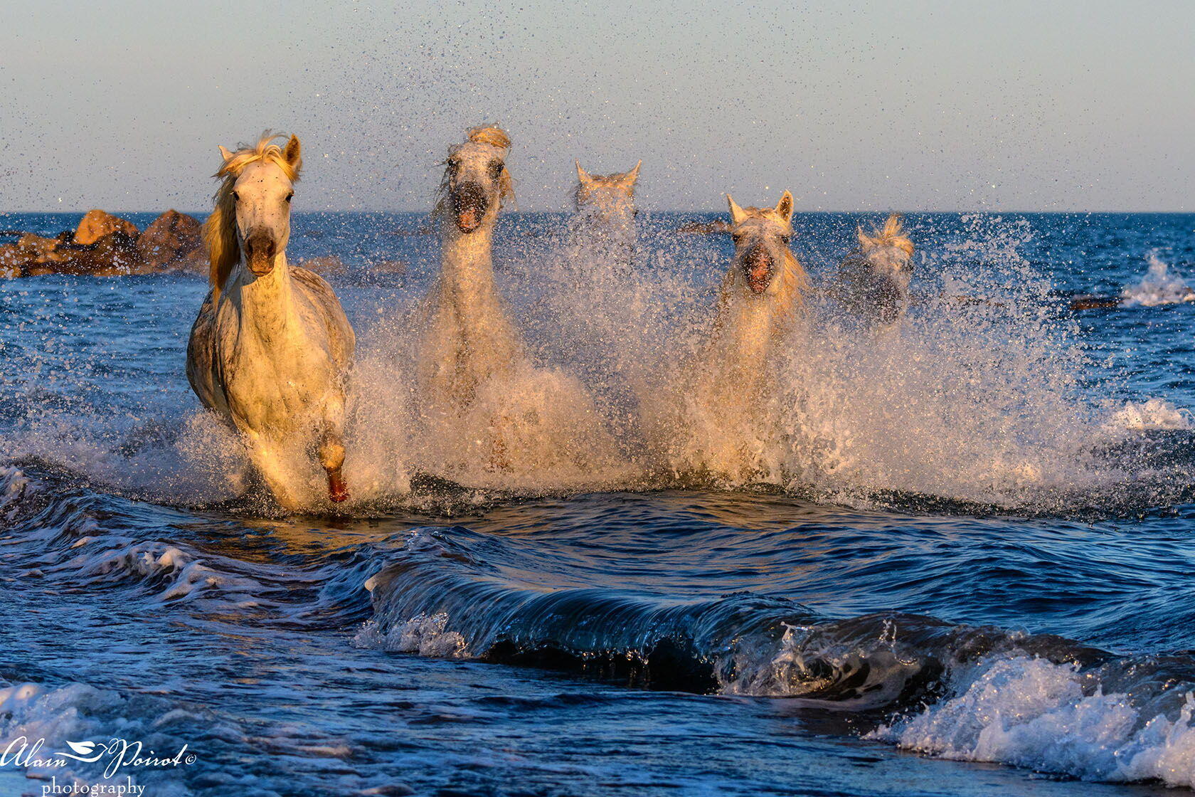 camargue horses Photography Provence Alain Poirot