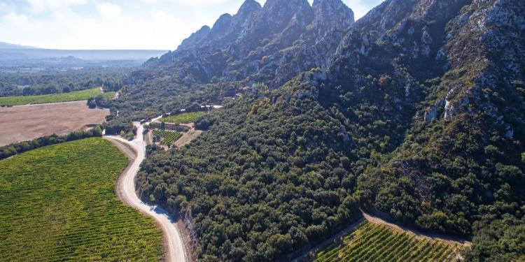 Chateau Romanin Vineyard Alpilles
