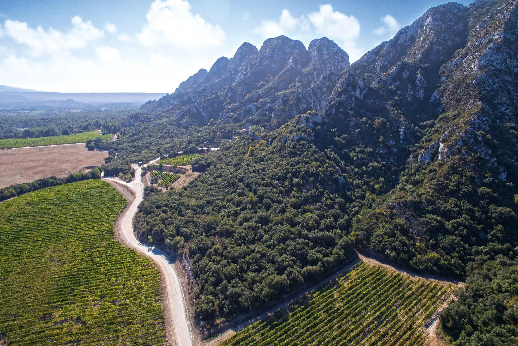 Chateau Romanin Vineyard Alpilles