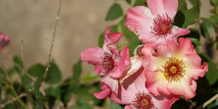 Provence Self-Isolation Spring Flowers