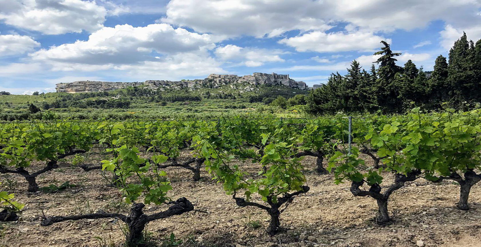 Wine Mas Sainte Berthe Alpilles Vineyards