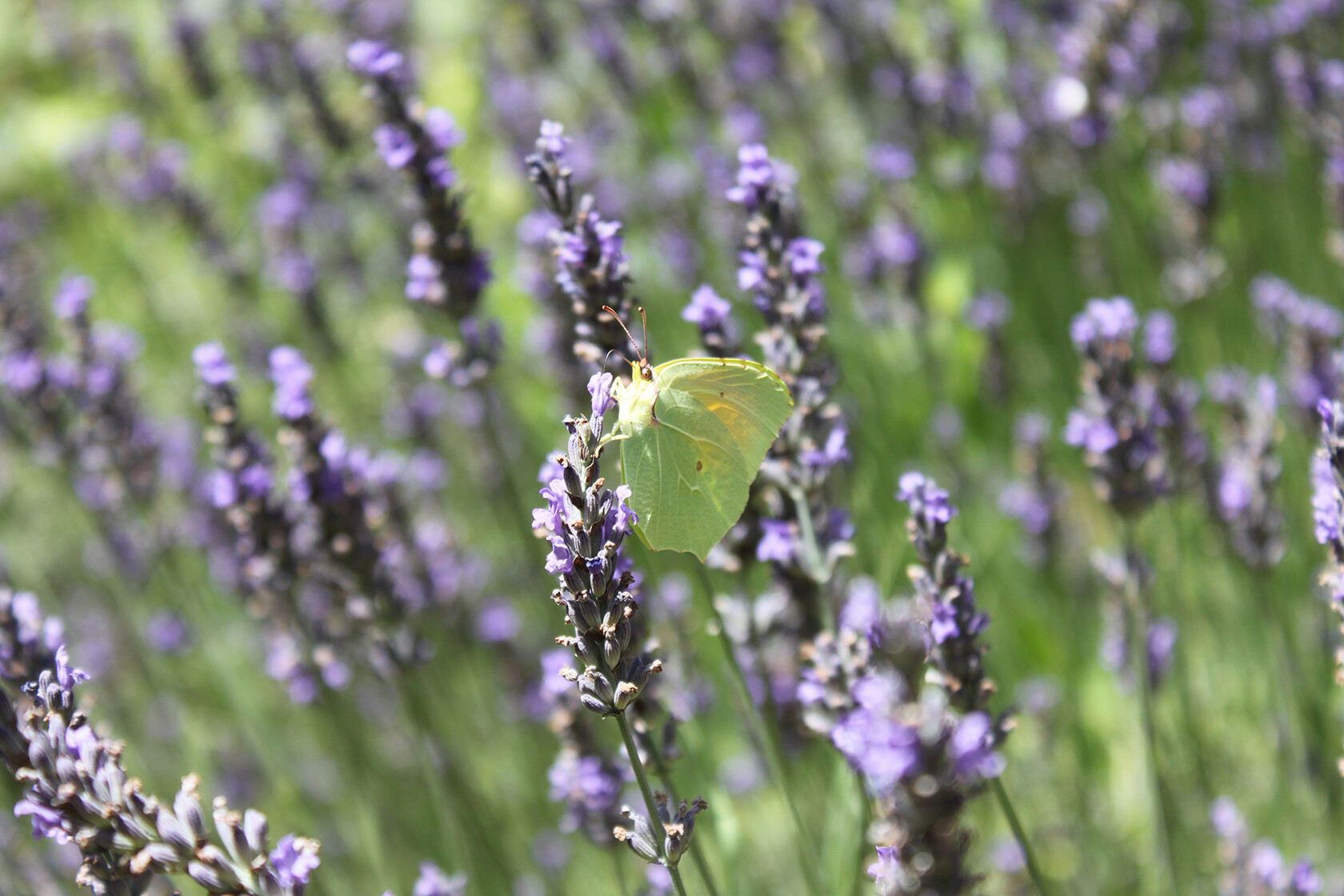 Lavender in Provence Rent or Home