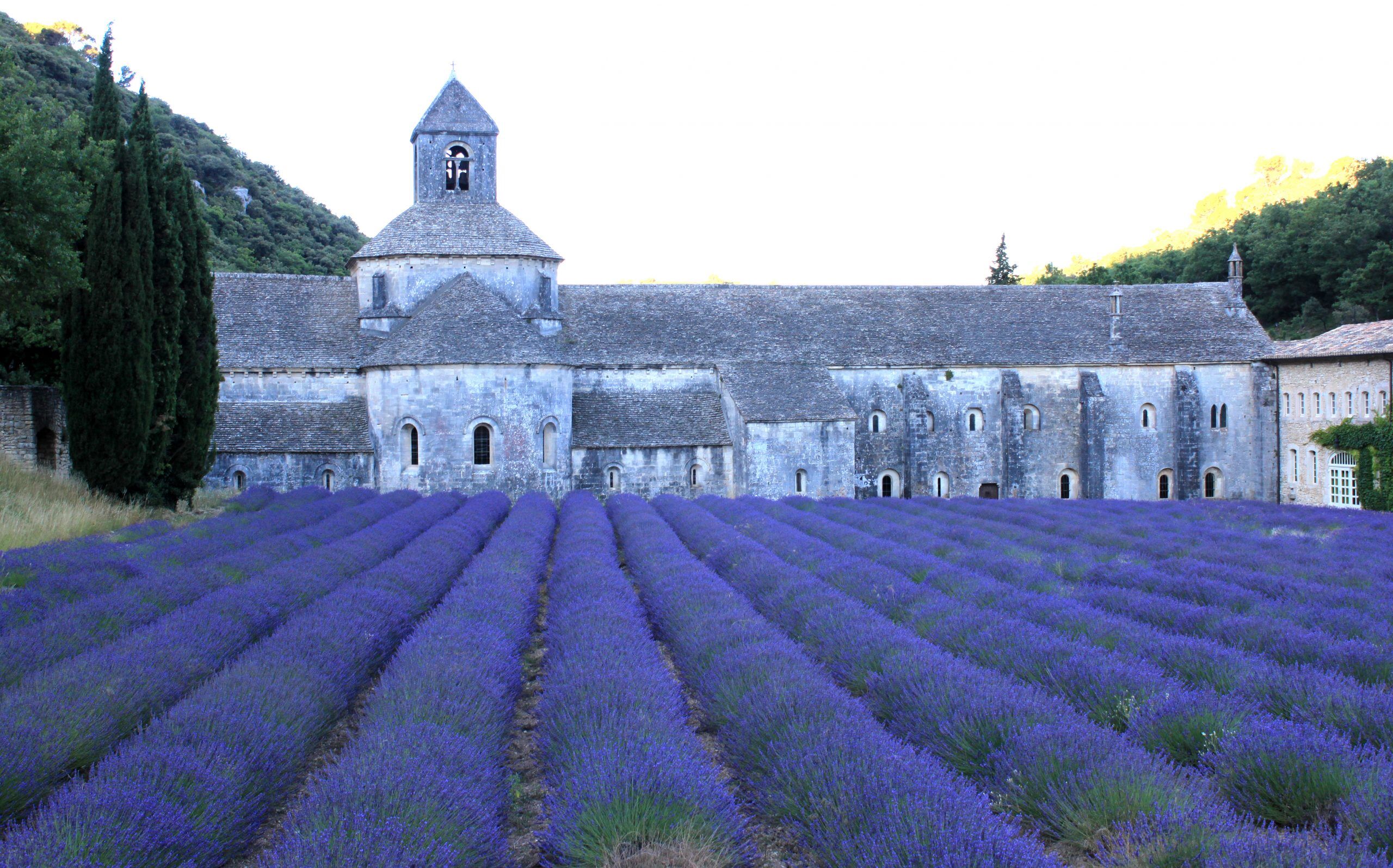 Rent Our Home Provence Lavender at Senanque