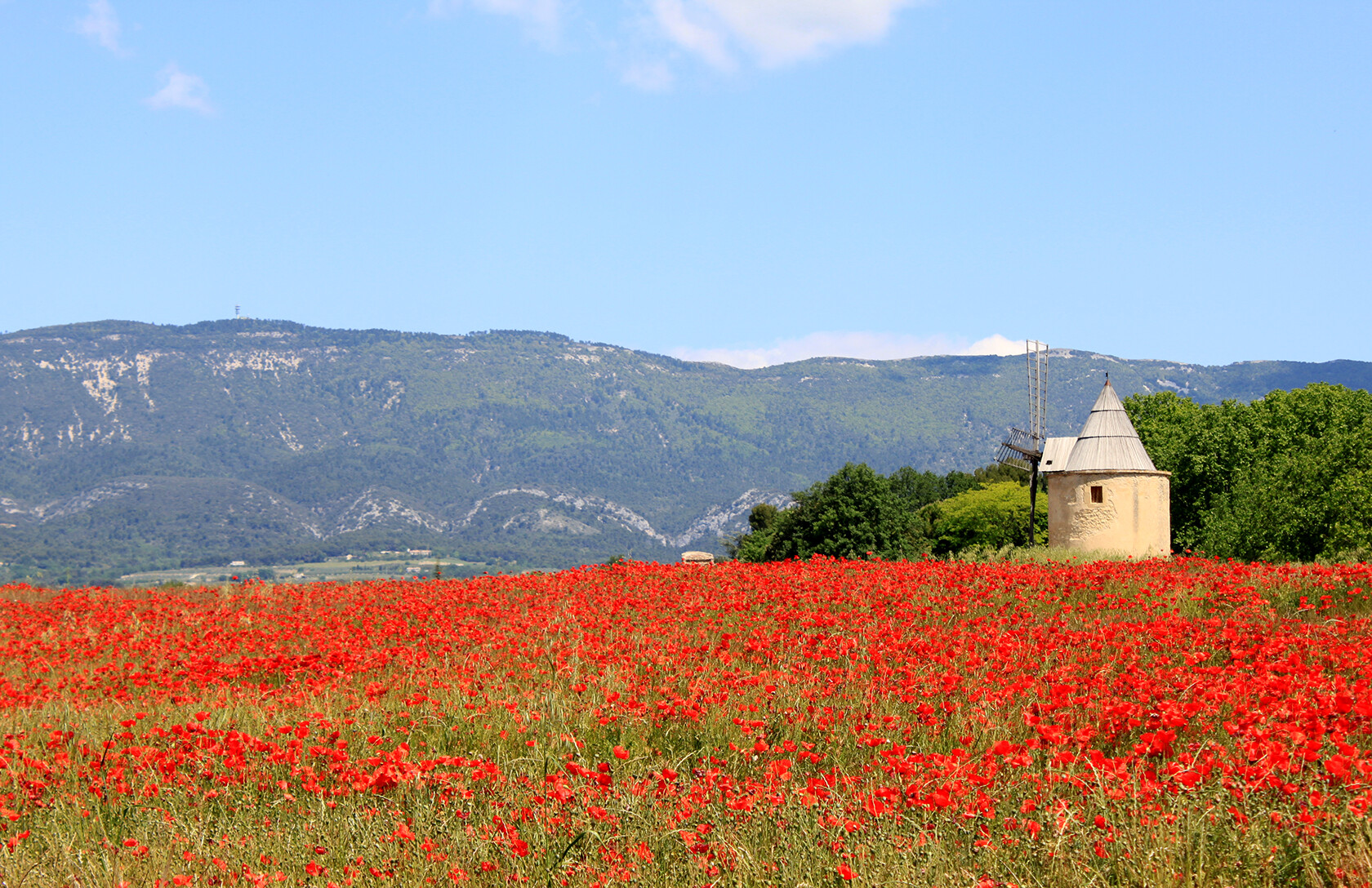 South Luberon poppies in Provence Rent our Home
