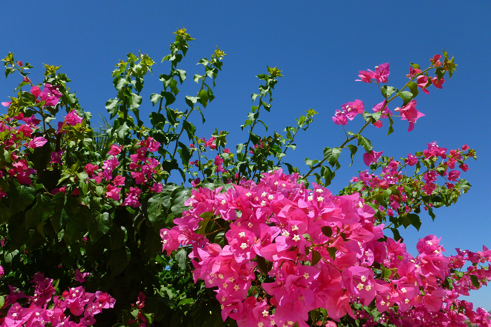 bougainvilliea Provence Sophie Claire Novels