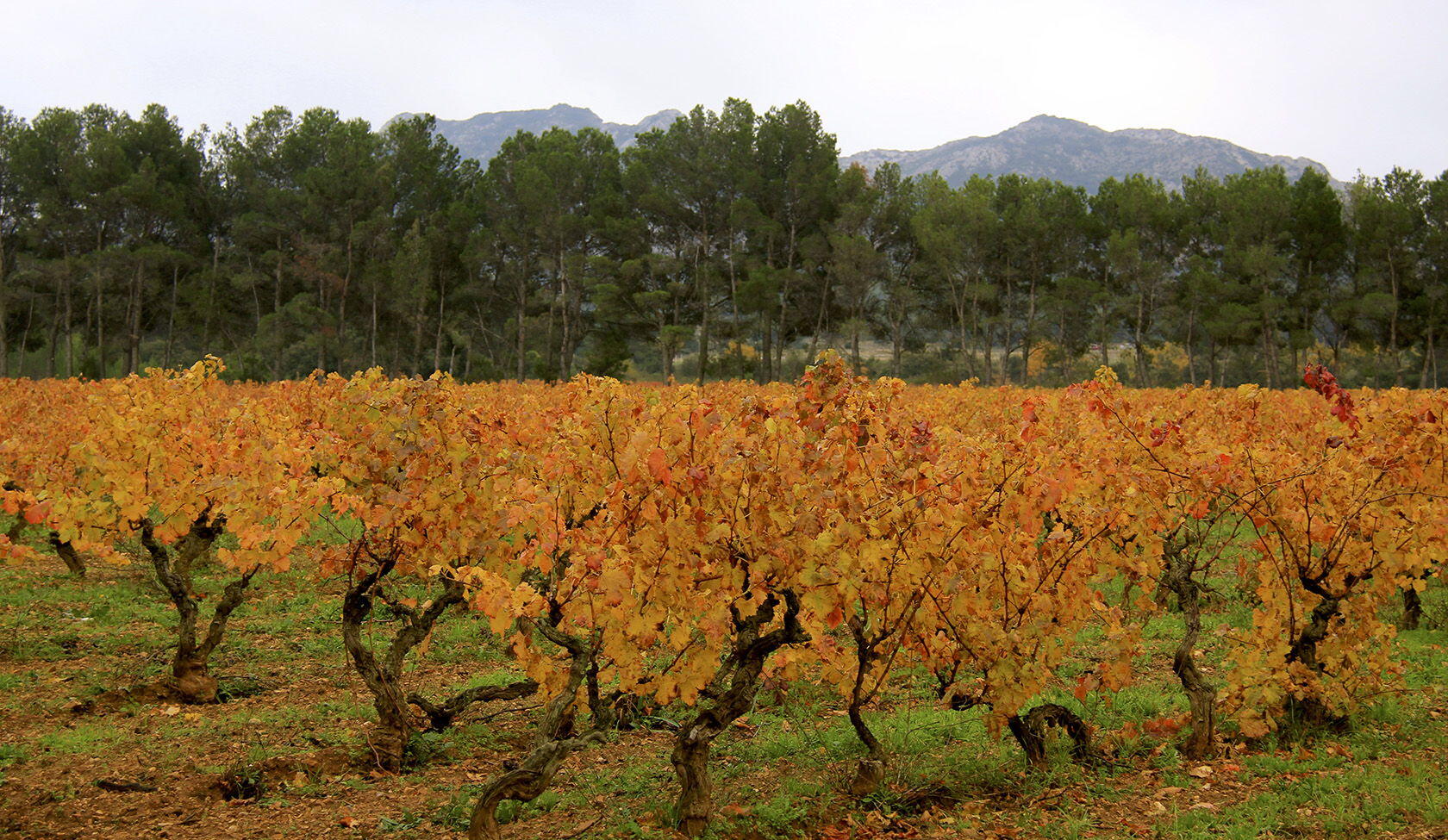 Colours Tastes Autumn Provence Alpilles Vineyards