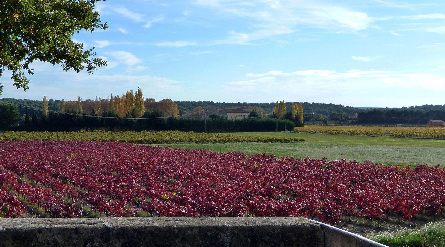 Taste Colours Autumn Provence Magnificent red vines