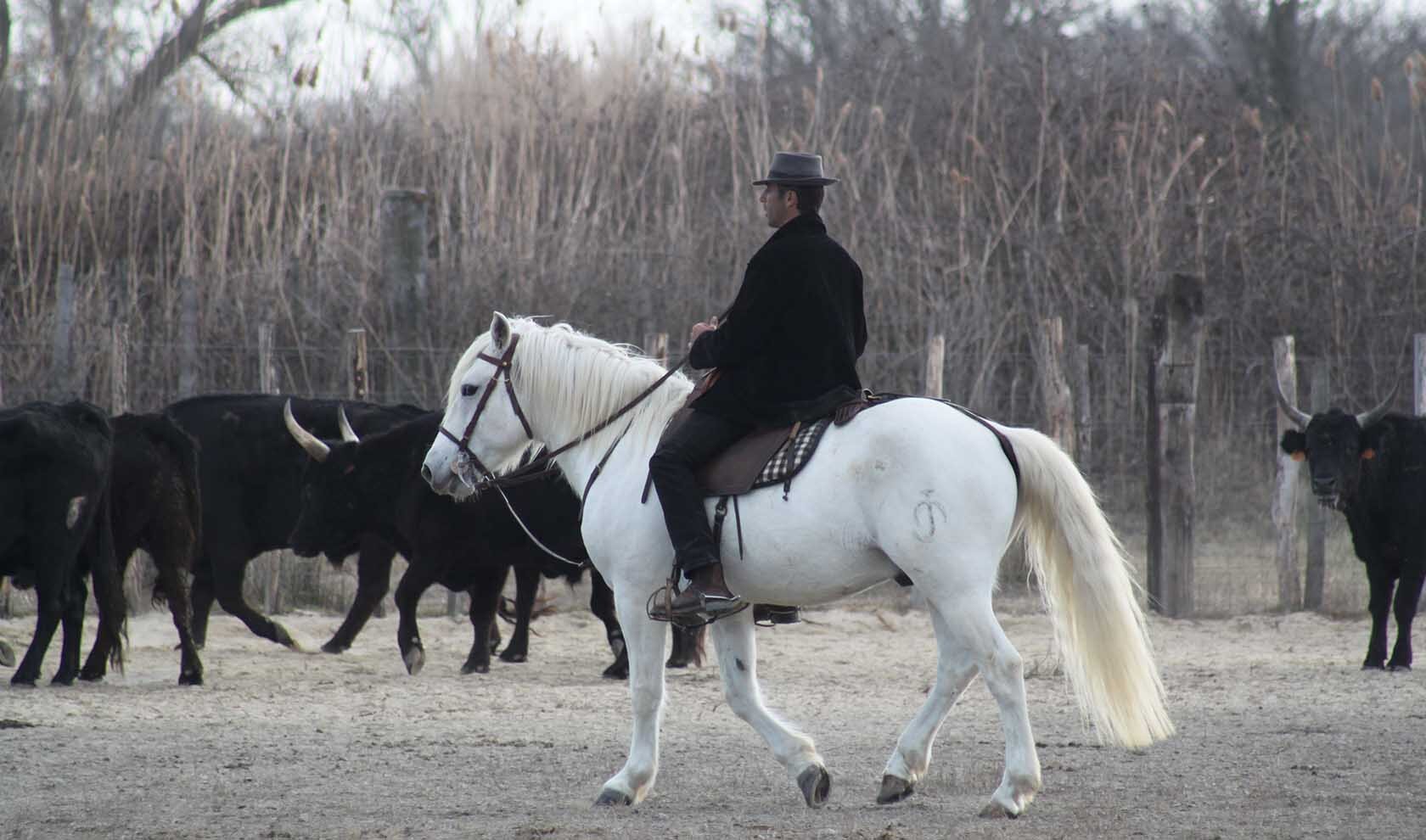 Horses Camargue Winter Festival