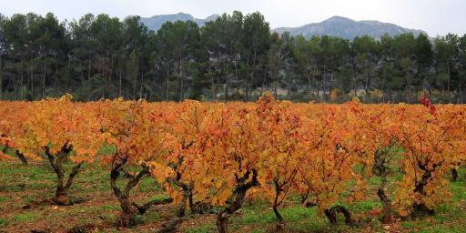 Provence Grapevines November Winter Pruning