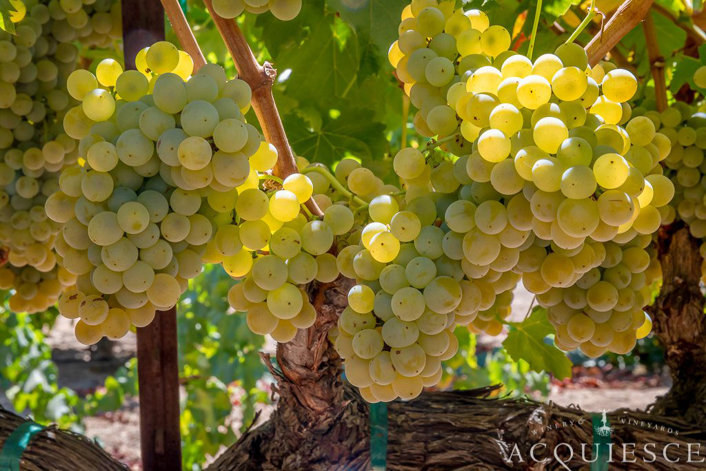 Grapes near harvest Lodi's Acquiesce Winery