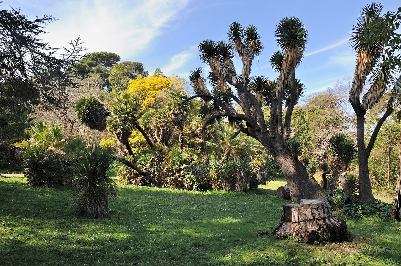 Jardin botanique de la Villa Thuret 002©INRA