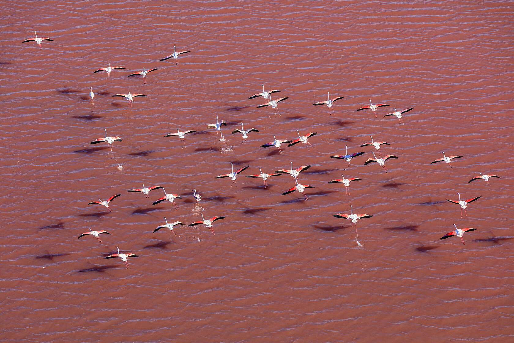 Rhone Delta Camargue flamingos