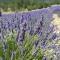 Love Lavender and Provence