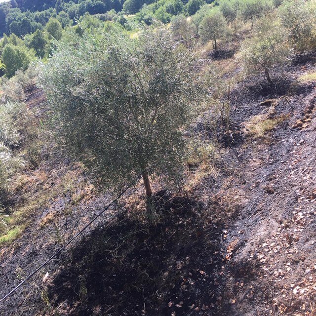 Les Pastras Olive Grove