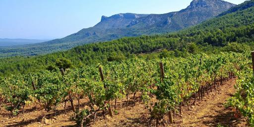 Vendanges Grape Harvest Provence