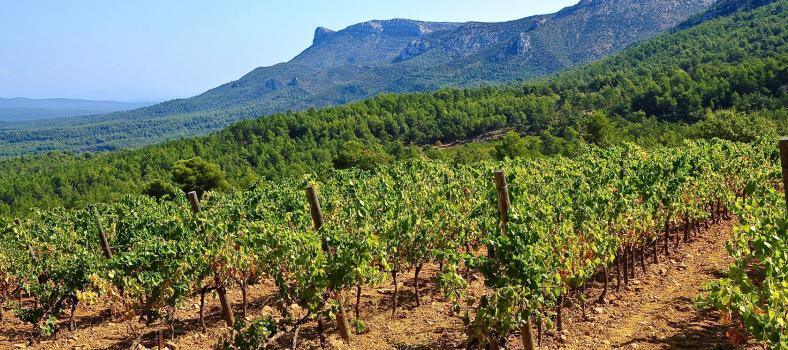 Vendanges Grape Harvest Provence