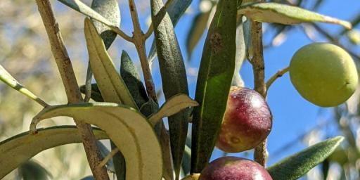 Olive Harvest in Provence