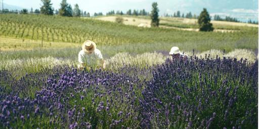 Lavender Grown in Canada