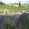 Lavender Grown in Canada