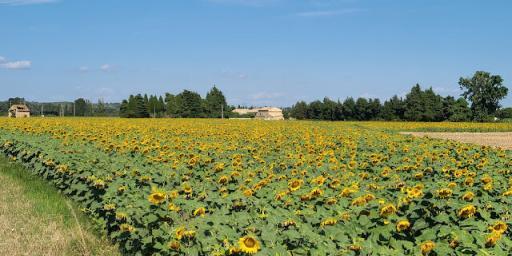 Sunflowers in Provence Mornas
