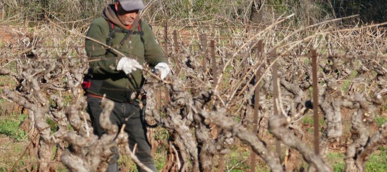 Pruning Grapevines in Provence