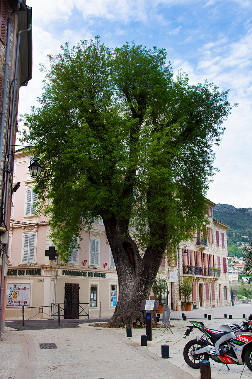 A five-hundred-year-old Ash tree in Vence