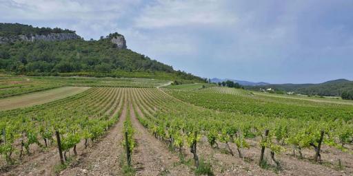 Drought Conditions French Vineyards Ch-Roquefort
