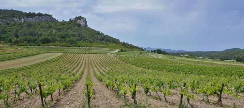 Drought Conditions French Vineyards Ch-Roquefort