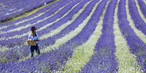 Lavender Fields near Aix Terre Ugo