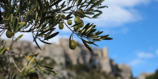 Castelas olives Olive Oil Les Baux