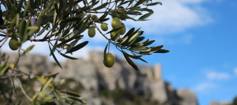 Castelas olives Olive Oil Les Baux