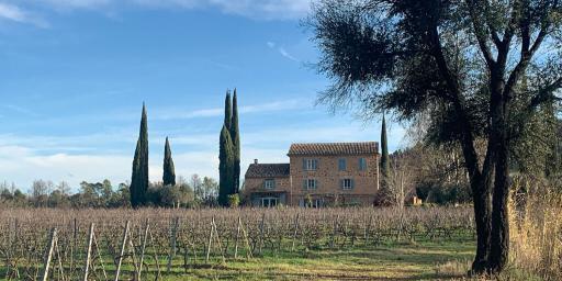 Winter Vineyard in Provence