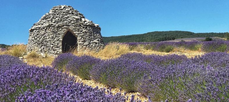 Lavender and Photography Provence