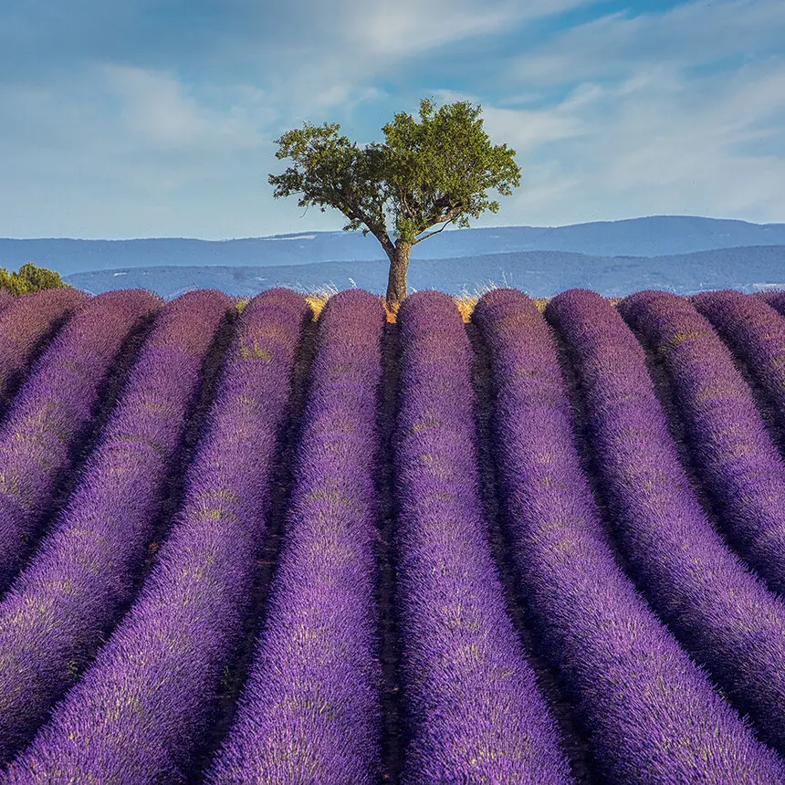 Photo: Lavender Fields in Provence