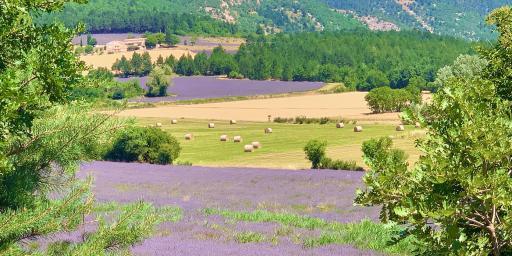 Summer Provence Lavender Fields-near-Sault
