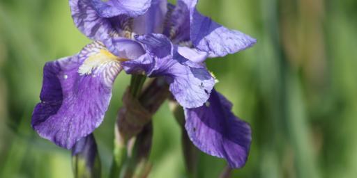 Iris Flowers in Provence