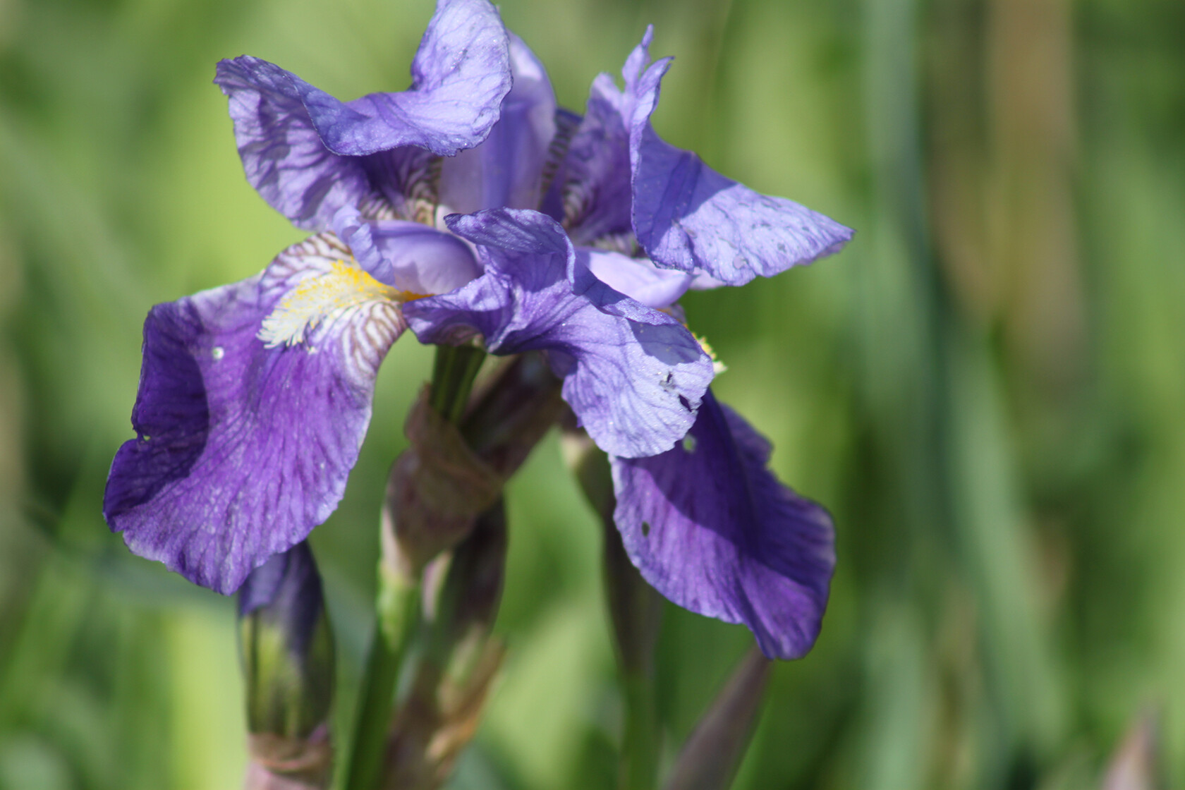 Iris Flowers in Provence